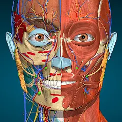 Anatomy Learning - Anatomía 3D